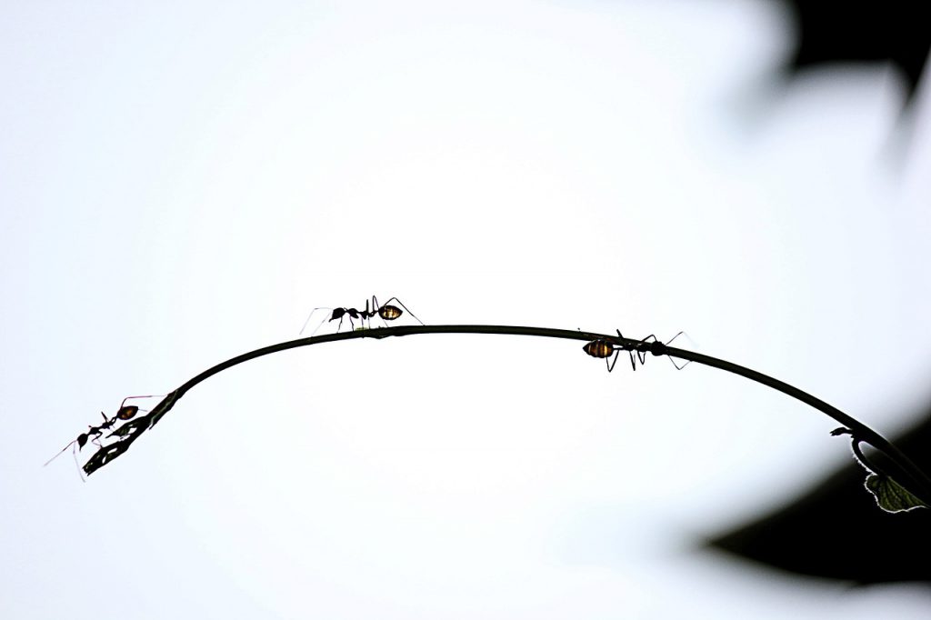 ants-1370824_1280